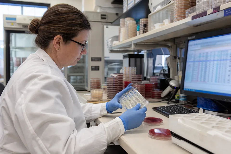 Medical technologist reading a susceptibility panel at a hospital microbiology bench beside a results workstation